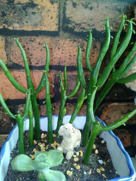 膨珊瑚用什么肥料