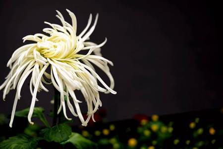 菊花怎么浇水时间