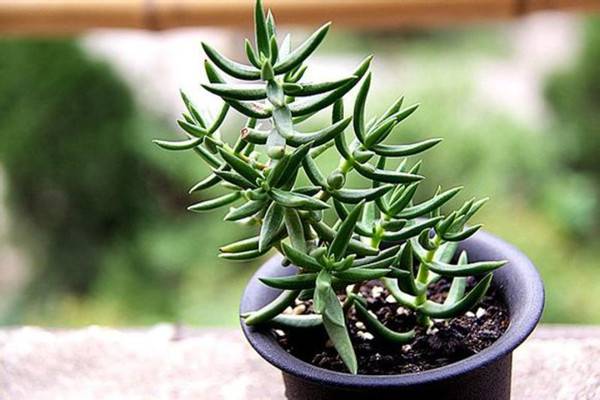 桃源乡的养殖方法和注意事项(桃源乡在哪里)