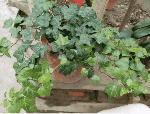 冬天没有阳光植物怎么办