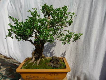 枸杞盆景越冬管理