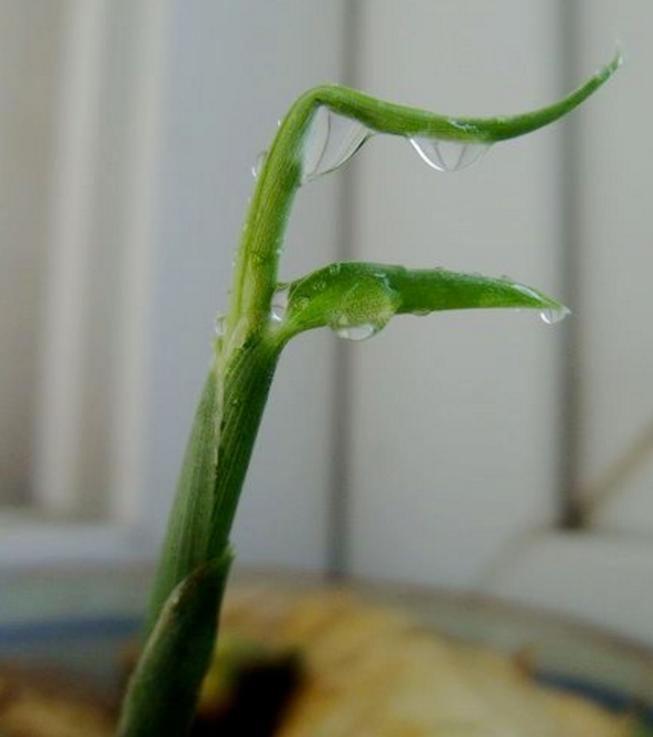 家庭盆栽生姜什么时候播种