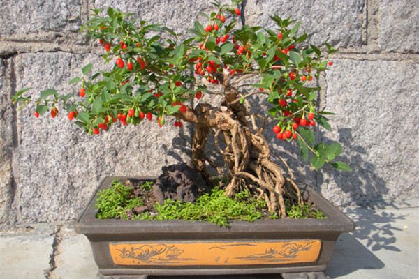 枸杞盆景怎么过冬(枸杞盆景越冬管理)