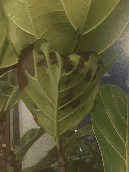 琴叶榕叶子生锈怎么办