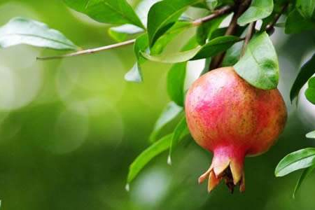 石榴树怎么养才能结果