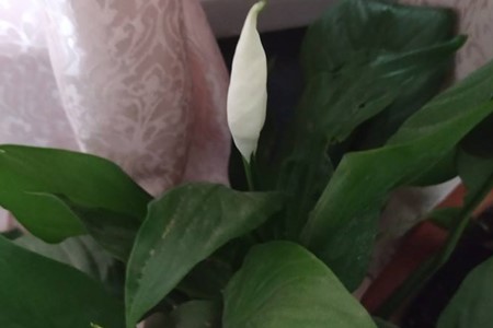 一帆风顺喜欢什么水质