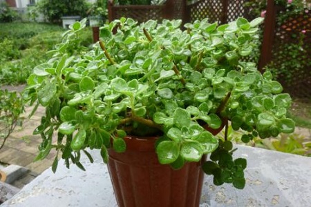 碰碰香烂根处理方法烂根了补救处理方法