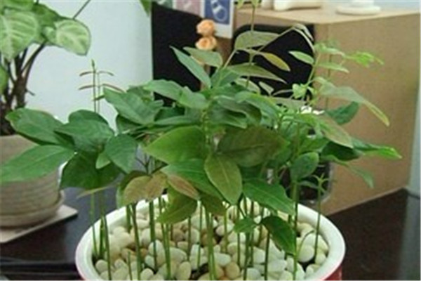 荔枝龙眼山竹太贵,吃剩的核,就能种出一大盆(龙眼长荔枝)