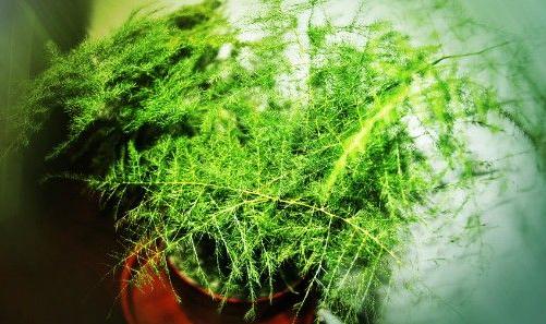 文竹扦插繁殖方法图解