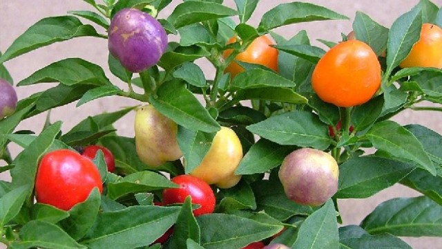 五彩椒的养殖方法(五彩椒的养殖方法和注意事项视频)