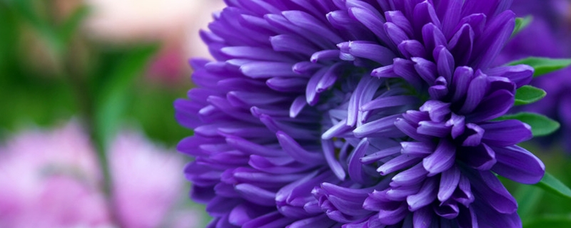 菊花何时上盆怎么顺利上盆(菊花上盆时间)