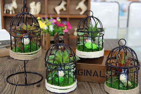 鸟笼多肉花盆的种法