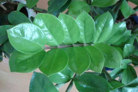 金钱树掉叶子怎么挽救