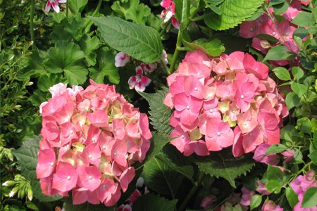 八仙花扦插多久生根