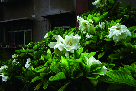 栀子花什么时候开怎么养才能开花多