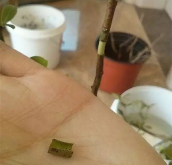 剩水果可以干啥