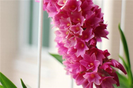 红花石斛什么时候开花的