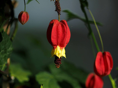 蔓性风铃花不开花原因