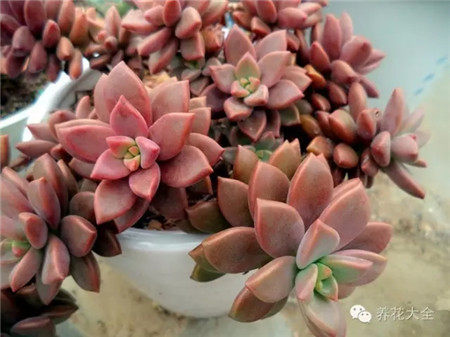 耐寒又不怕晒的植物