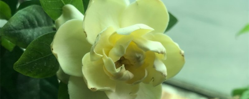 盆栽栀子花叶子枯萎什么原因(盆栽栀子花叶子枯萎怎么救活)