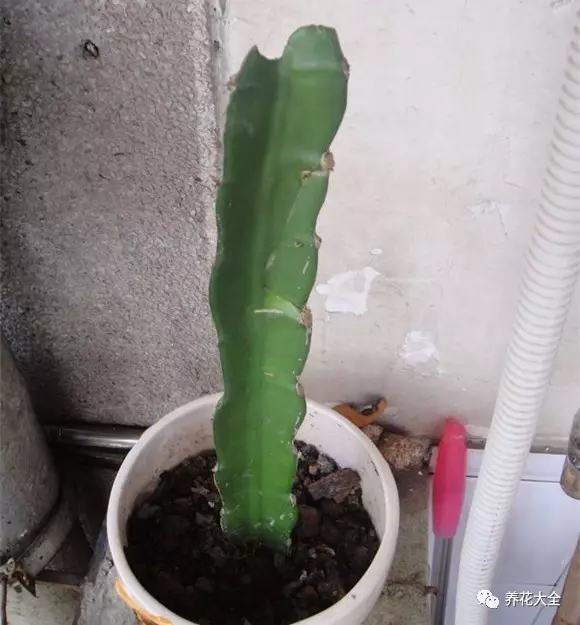 剩水果可以干啥