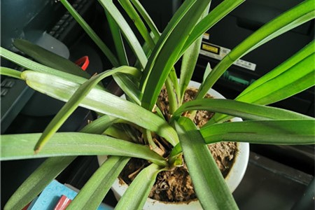 兰花多久浇一回水