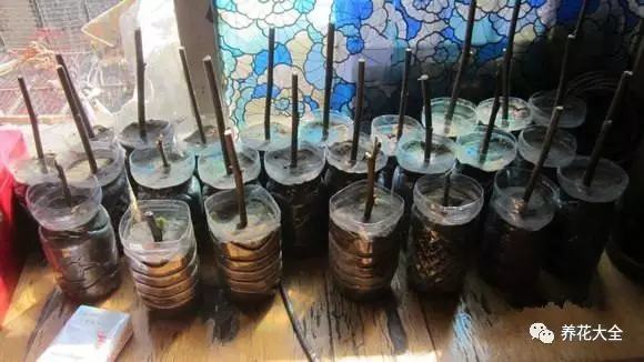 剩水果可以干啥