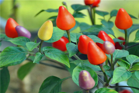 五彩椒的养殖方法和注意事项视频