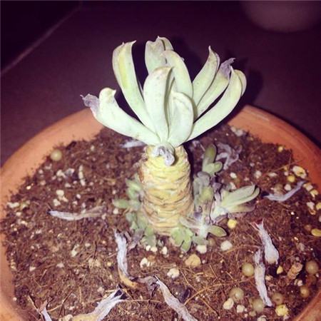 特玉莲长了很多侧芽要剪掉吗