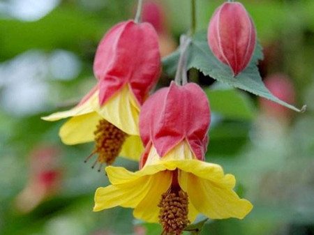 蔓性风铃花不开花原因