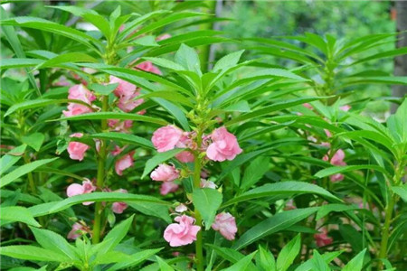 适合家里养的18种花的图片