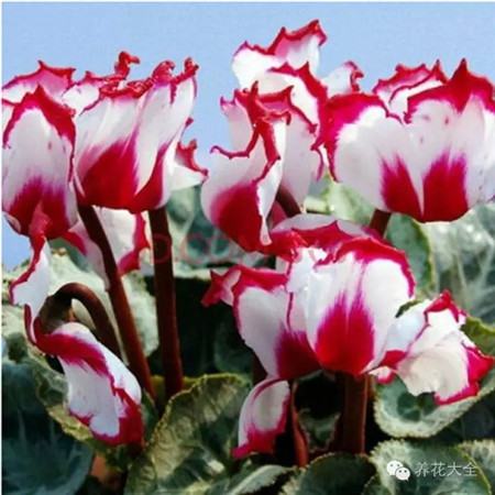 耐寒又不怕晒的植物