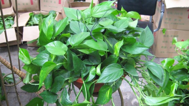 绿萝怎么养(绿萝怎么养才能更旺盛几天浇一次水)