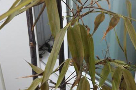 竹子黄叶了怎么回事