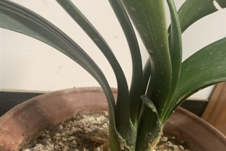 君子兰换盆时根太多了需要剪掉些吗