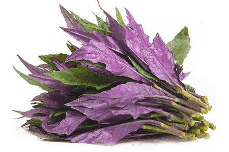 紫背菜有什么功效?