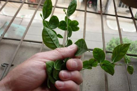 怎样给茉莉修剪枝子