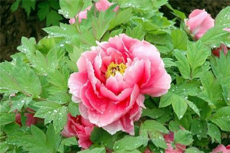 牡丹花刚栽要浇水吗怎么浇