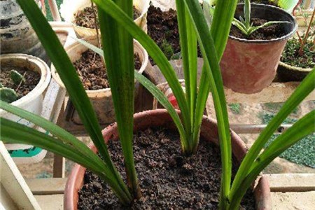 兰花多久浇一回水