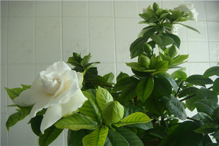 栀子花怎样开花多又好看