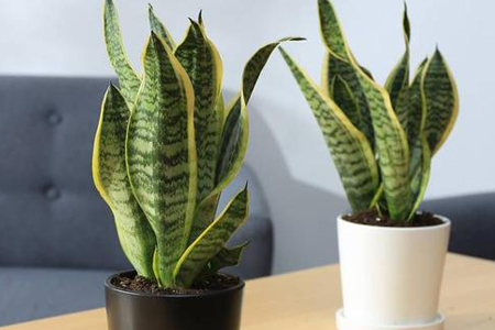 虎皮兰秋天怎么养殖