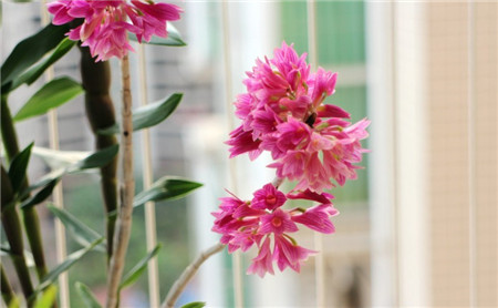 红花石斛什么时候开花的