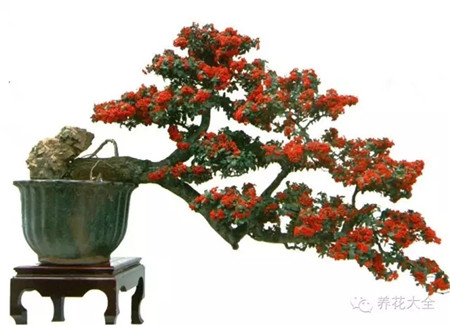 耐寒又不怕晒的植物