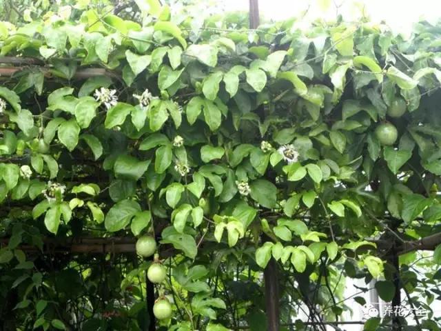 剩水果可以干啥