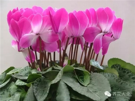 耐寒又不怕晒的植物