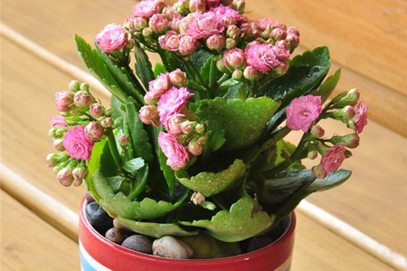 适合家里养的18种花的图片