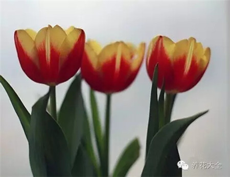 耐寒又不怕晒的植物