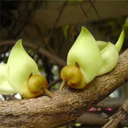 禾雀花怎么繁殖视频