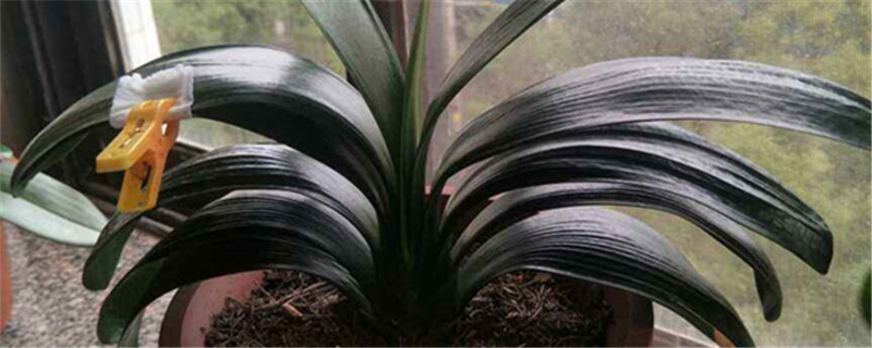 君子兰换盆时间换盆根多怎么处理(君子兰换盆时根太多了需要剪掉些吗)