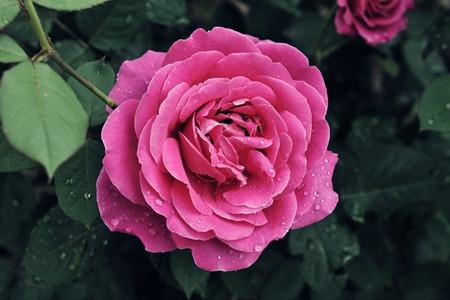 适合家里养的18种花的图片